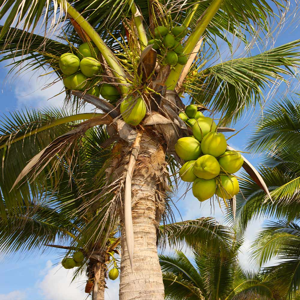 Coconut Tree Coconut Tree