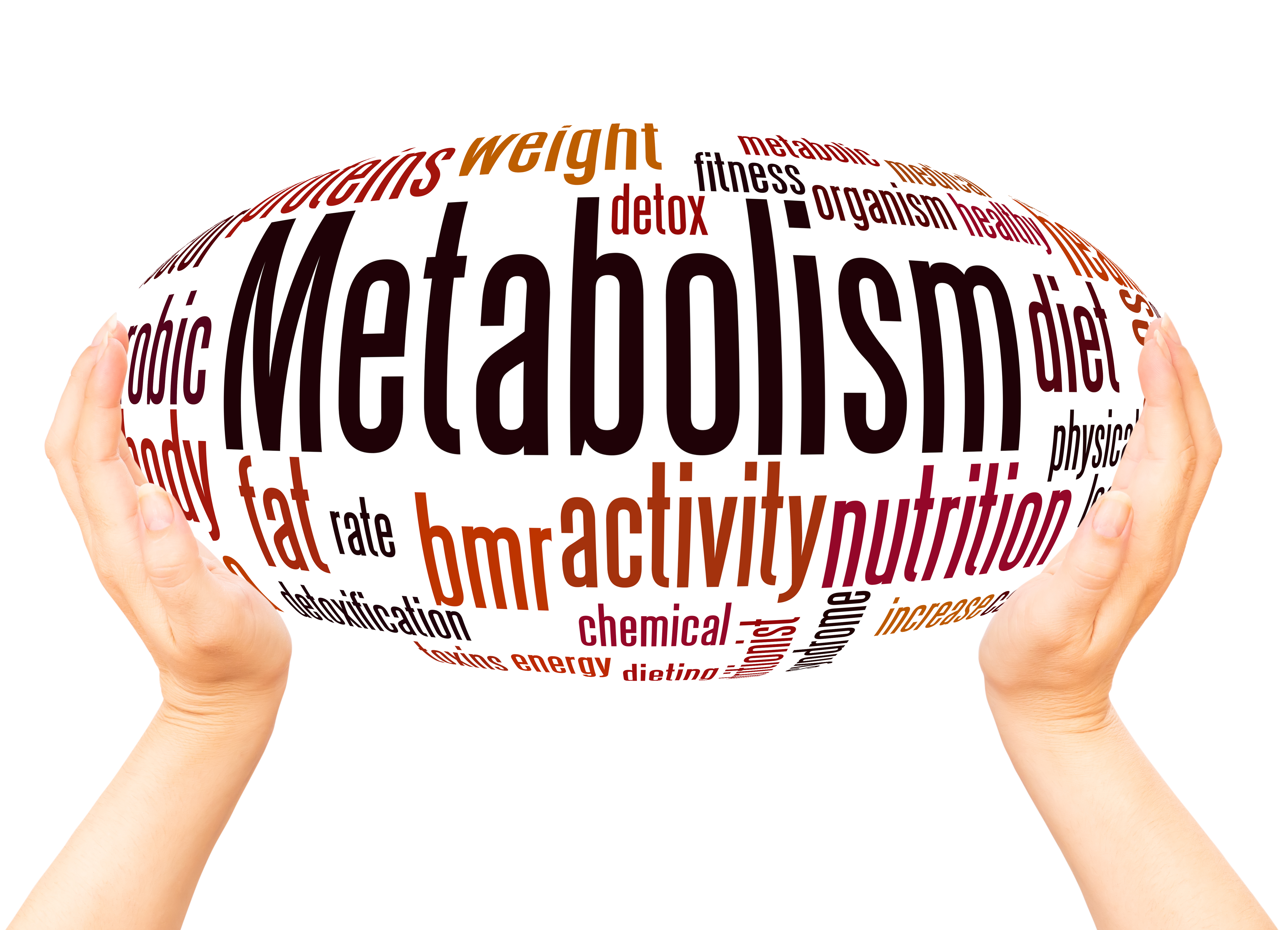 Metabolism Metabolism