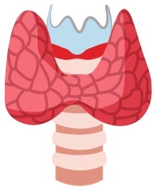 The thyroide gland The thyroide gland